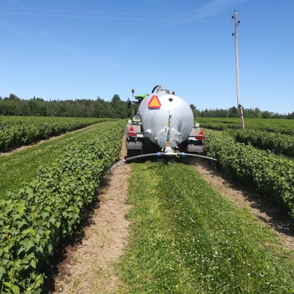 Upeņu mēslošana ar vircas šķīdumu