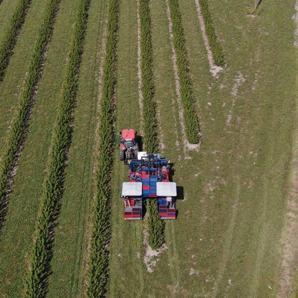 JAGODA Oskar A01 berry harvester on the field