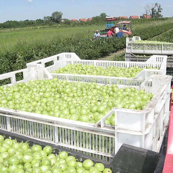 Berry harvester Jagoda Jarek - 10