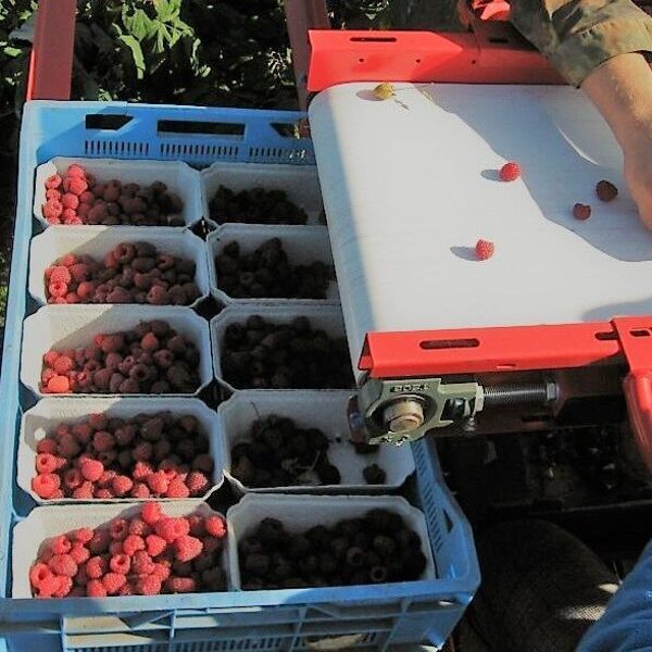 Raspberry harvester Jarek 5R - 2