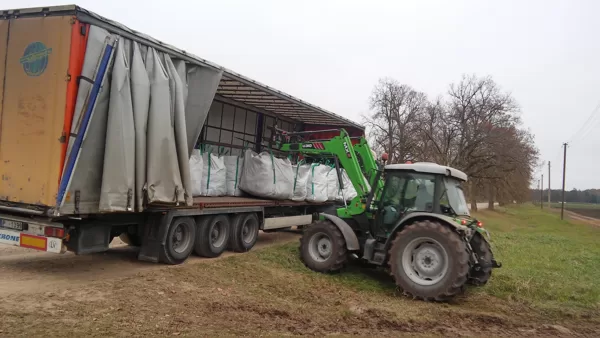 Upeņu stādu kraušana piegādei klientam