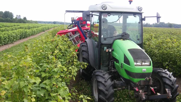 Upeņu novākšana ar kombainu 2