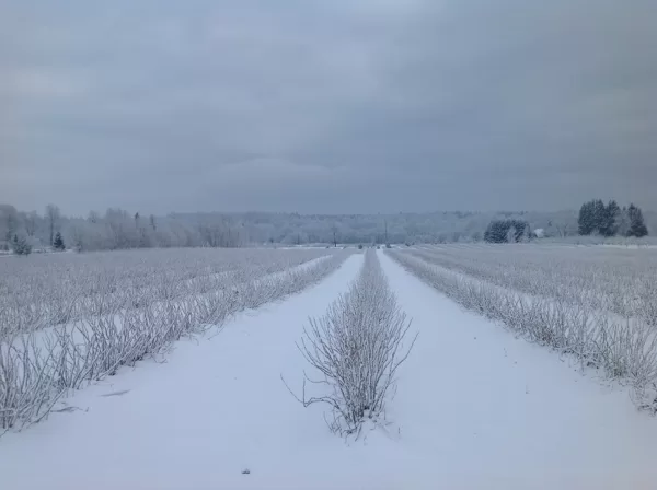 Upeņu komercdārzs ziemā