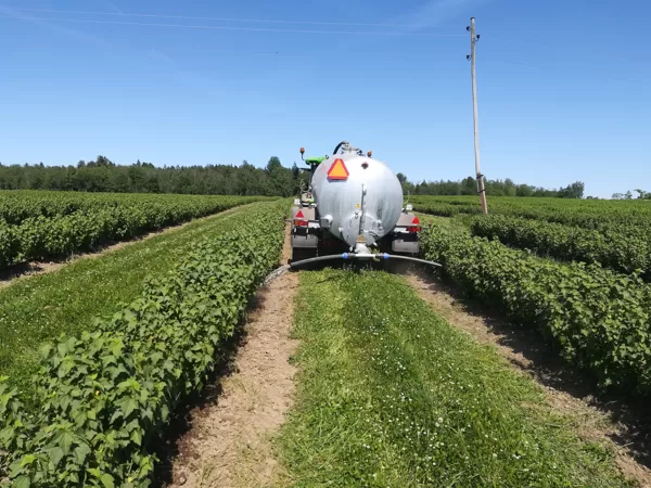 Upeņu mēslošana ar vircas šķīdumu
