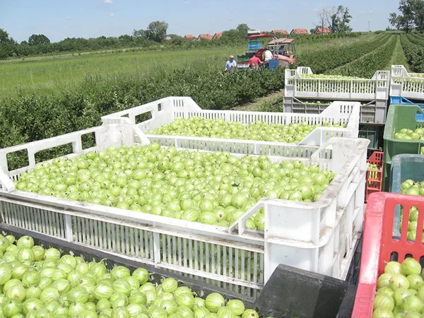 Berry harvester Jagoda Jarek - 10