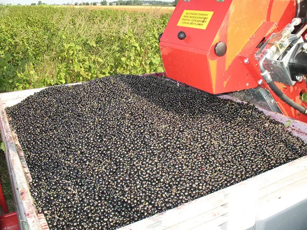 Berry harvester Jagoda Jarek - 7