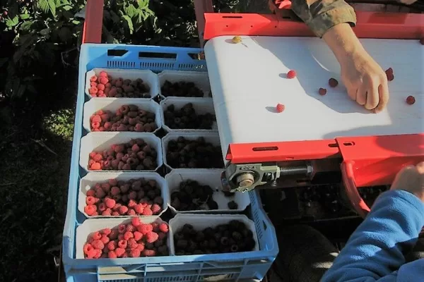 Raspberry harvester Jarek 5R - 2